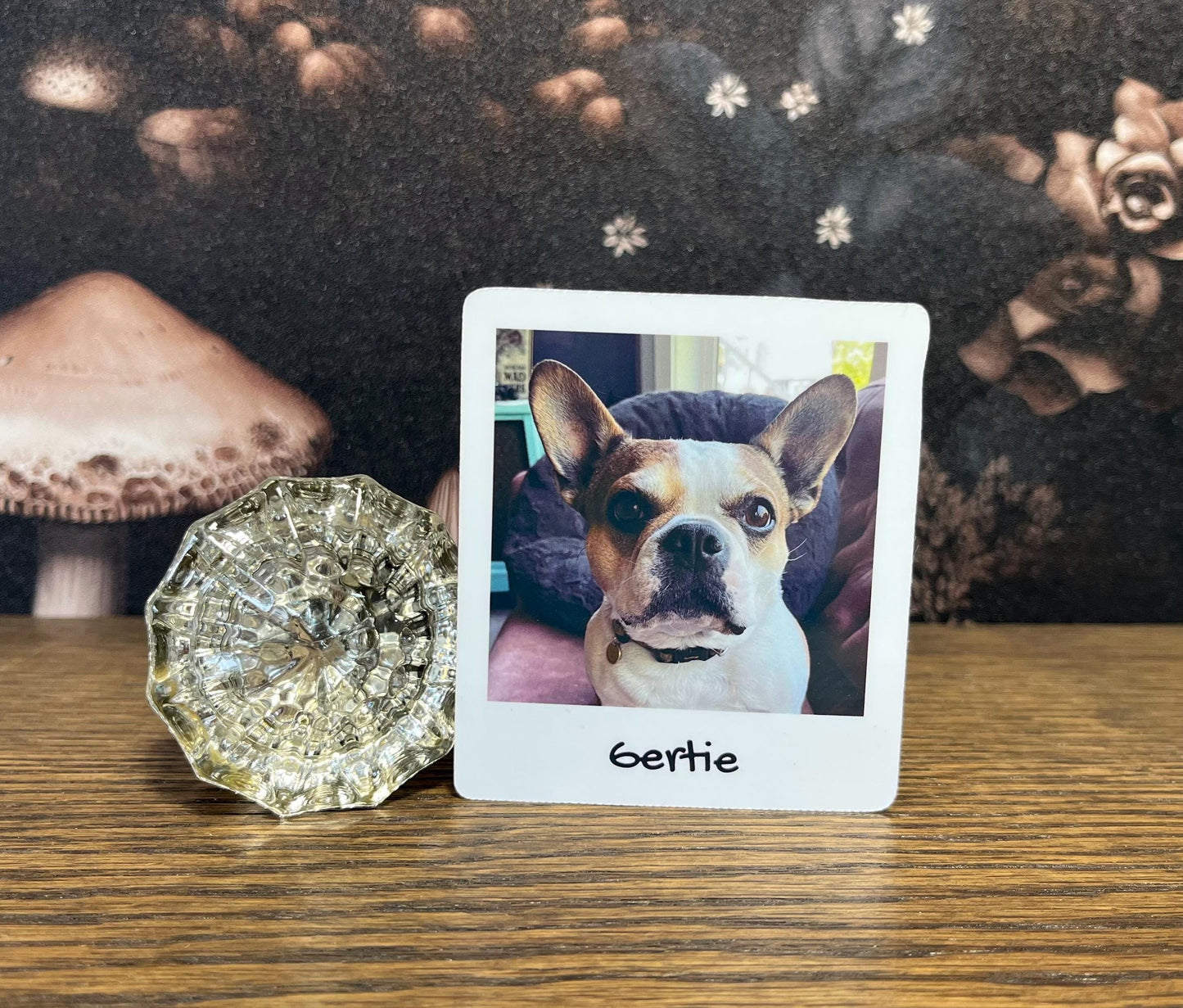 Standard Shape Custom Pet Photo Sticker or Magnet , Sticker Bundle, Petstickers, Photo Magnets, Kindle Sticker, Water Bottle Sticker