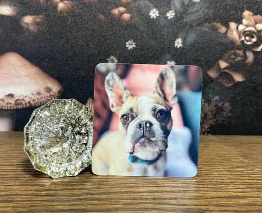 Standard Shape Custom Pet Photo Sticker or Magnet , Sticker Bundle, Petstickers, Photo Magnets, Kindle Sticker, Water Bottle Sticker